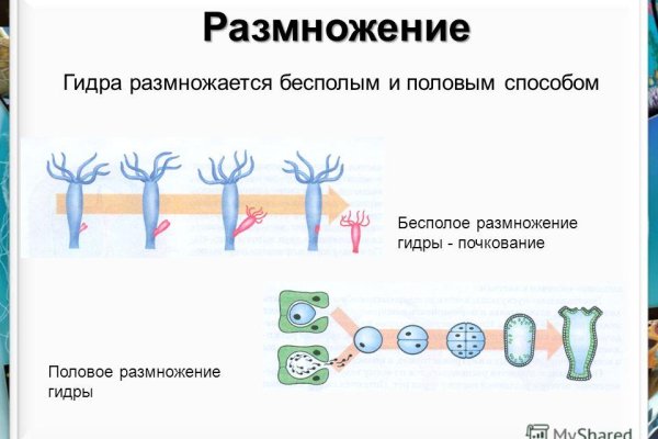 Гидра и кракен