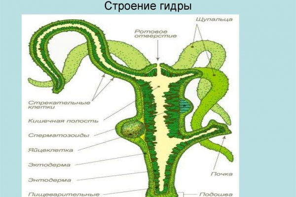 Kraken официальные зеркала